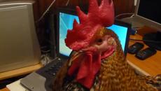 Миличкото Ми Петленце Пипчо Кукурига - Videoclip.bg