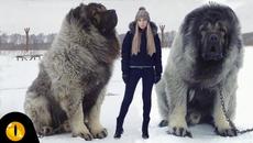 10 Shocking Russian Dog Breeds - Videoclip.bg