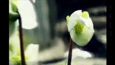 Дидюля - Цветни сънища - Videoclip.bg