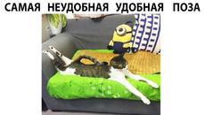 #мемы2022 #мемы #мем #приколы #коты #котики #коти #мемыпро100  #мемыдня #смешныекоты #про100мемы - Videoclip.bg