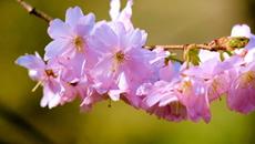 Музыка Александра Кэтлина   -    Золотой Саксофон Лучшая романтическая инструментальная музыка - Videoclip.bg