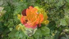 У дворах Вінниці буйно цвітуть троянди - Videoclip.bg