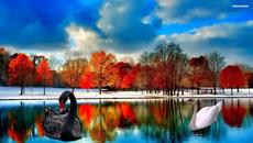 *** Swans  ... (Sergey Grischuk, Music for the Soul) *** - Videoclip.bg