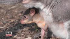 This Adorable Joey Was The Size of a Jelly Bean at Birth - Videoclip.bg