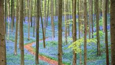 Вижте Синята гора! Flowering Forest Floors : - The Blue Forest Hallerbos 15 april 2022 - Videoclip.bg