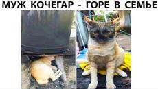 Мемы 2022  Про100 мемы  выпуск 344   Муж кочегар, горе в семье - Videoclip.bg