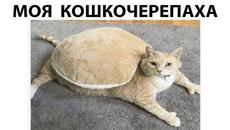 Мемы 2022 ( Про100 мемы ) выпуск 347 - Мой кот Мастер маскировки - Videoclip.bg