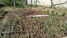 Засаждане на моркови (12+) - Videoclip.bg