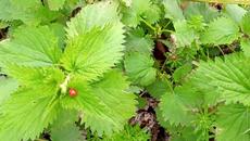 Пролет В Равда малко преди Великден 2022 - Videoclip.bg