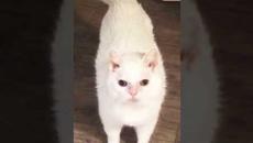 Мемы 2022 ( Тут Про100 мемы и короткие приколы с котами ) выпуск 359 - Поспим на брудершафт - Videoclip.bg