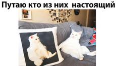 Мемы 2022 ( Тут Про100 мемы и короткие приколы с котами ) Подборка мемов 360 - Жаль, что я не котик - Videoclip.bg