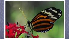 Любов  ♥ℒℴѵℯ♥ Paul Mauriat - Adoro (1968) - Videoclip.bg