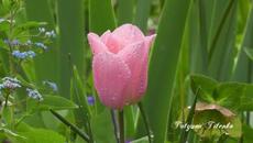 Для вас с любовью! Безумно Красивая Мелодия! О чем поет гитара Сергея Грищука - Videoclip.bg