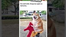 Мемы 2022 Про100 Подборка мемов 370 - Как я мою посуду - Videoclip.bg