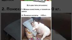 Мемы 2022  Тут Про100 мемы и короткие приколы с котами  Подборка мемов 382   Лучшие Мемы Дня - Videoclip.bg