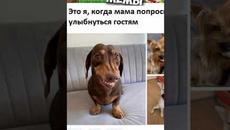 Лютые приколы и мемы #приколы #лютыеприколы #мемы2022 #юмор - Videoclip.bg