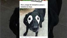 Мемы 2022 ( Тут Про100 мемы и короткие приколы с котами ) Подборка мемов 390 - Лучшие Мемы Дня - Videoclip.bg