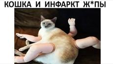 Мемы и лютые приколы #приколы #лютыеприколы #мемы2022 #юмор #озвучка #мемыпро100 #троллинг #котики - Videoclip.bg
