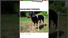 Мемы и лютые приколы #приколы #лютыеприколы #мемы2022 #юмор #озвучка #мемыпро100 #троллинг #котики - Videoclip.bg