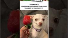 Мемы 2022 - Videoclip.bg