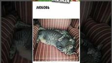 #приколы #мемы #лютыеприколы #юмор  #озвучкамемов #мем #мемы2022 #мемыпро100 #мемчики #мем #мемас - Videoclip.bg