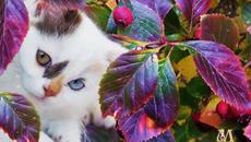 Котета - Videoclip.bg