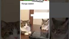#приколы #мемы2022 #троллинг #озвучкамемов #мем #мемы #мемыпро100 #котики #смешныекоты #юмор #котик - Videoclip.bg