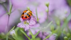 Стоян Михалев и Виктор - Откакто ти - С текст - Videoclip.bg