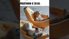#приколы #мемы #мемчики #мемы2022 #лютыеприколы #котики #озвучкамемов #мем #мемыпро100 #мем #мемас - Videoclip.bg