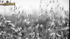 Μάνος Κοκολάκης - Θέλει Θράσος - иска дързост - Videoclip.bg