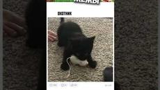 #приколы #мемы #мемчики #мемы2022 #коты2022 #котики #озвучкамемов #мем #мемыпро100 #мемасы #мемас - Videoclip.bg