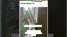 #приколы #мемы #мемчики #мемы2022 #котики #мемыпро100 #коты - Videoclip.bg