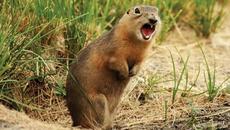 Европейски лалугер от twostepsfromhell - Videoclip.bg