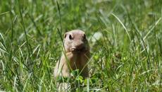 Пъстра земна катерица - Европейски лалугер от FrozenHell Speckled ground squirrel - Videoclip.bg
