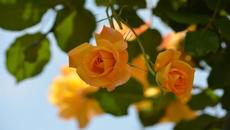 ☼✿ Оранжевите рози цъфтят през деня ✿☼ - Videoclip.bg