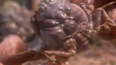 Carl Sagan on Japanese Samurai Crabs - Videoclip.bg