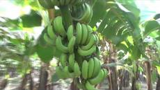 Зелёные берега. Музыка Сергея Чекалина. - Videoclip.bg