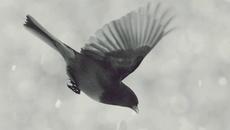 Душата ми е стон -  Пейо Яворов - Videoclip.bg