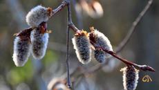 СВЕТА ЛАНИКА  -   СТАРЫЙ ПАРК.... - Videoclip.bg