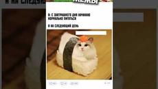 МЕМЫ ЕСТЬ МЕМЫ #мемы #мем #мемы2022 #юмор #котики #приколы - Videoclip.bg