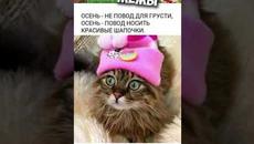 Мемы 2022 #коты #котики #приколы - Videoclip.bg