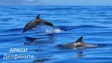 ДЕЛФИНИТЕ - Videoclip.bg