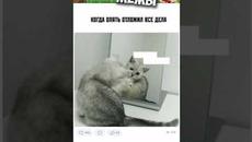 Мемы 2022 #мемы #мем #коты #котики #приколы #кошки #кот #котик - Videoclip.bg