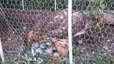 Домашния Любимец на Георги ( Guns01) - Videoclip.bg