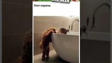 Мемы 2022 #мемы #мем #коты #котики #приколы #кошки #кот #котик #животные #собака #смешныеживотные - Videoclip.bg