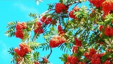 Калина рябина - Videoclip.bg