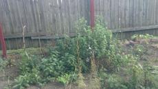 намерете котка за 1 минута - Videoclip.bg