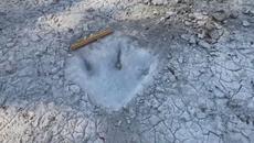 Откриха следи от динозавър, оставени преди 113 милиона години (ВИДЕО) - Videoclip.bg