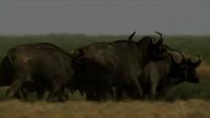 The Last Lions / Последните Лъвове част 4 финал - Videoclip.bg