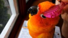 Try Not To Aww Watching Cutest Parrots In The World 2022 - Videoclip.bg